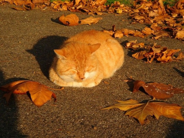 Уррааа! Котовторник на ЯПлакалъ!