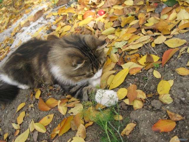 А вот и мы: котятовторник!