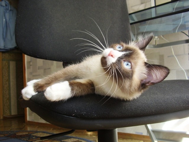 Котовторник. А как же?!
