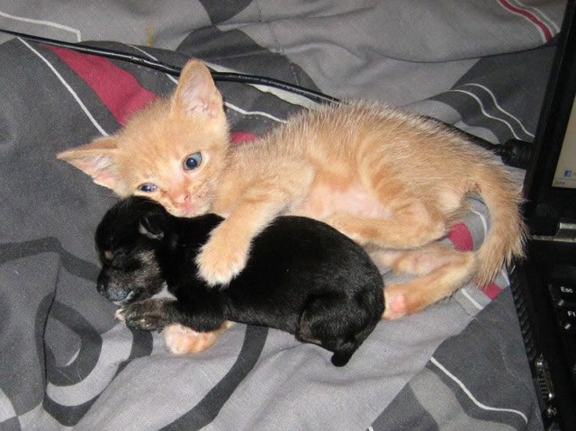 Котовторник с Максом