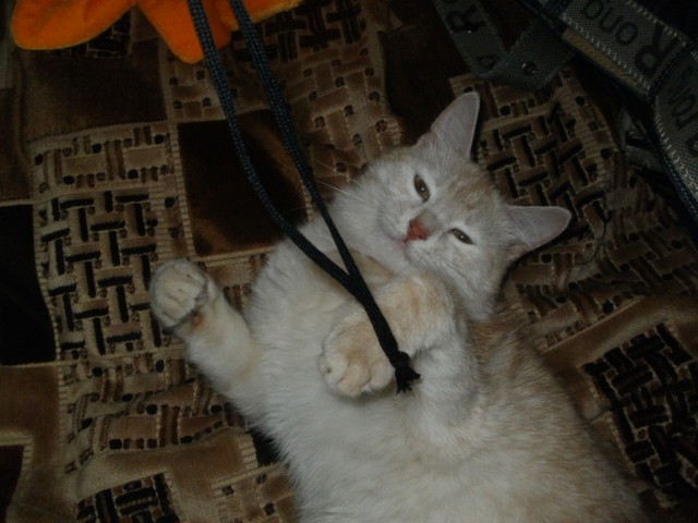 Котовторник 1.11.11
