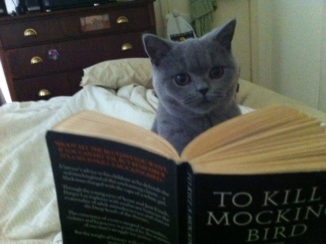 Котовторник 10.04.2012