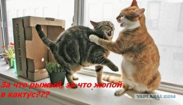 Забавные картинки с котами из сети
