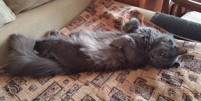 Я держался до последнего... но согласился на котенка