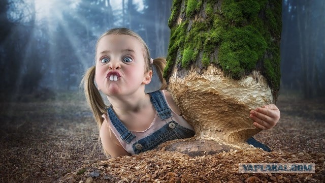 Чага - берёзовый гриб