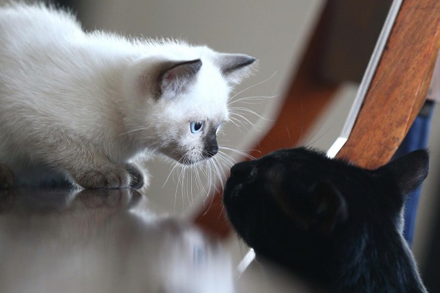 Которник