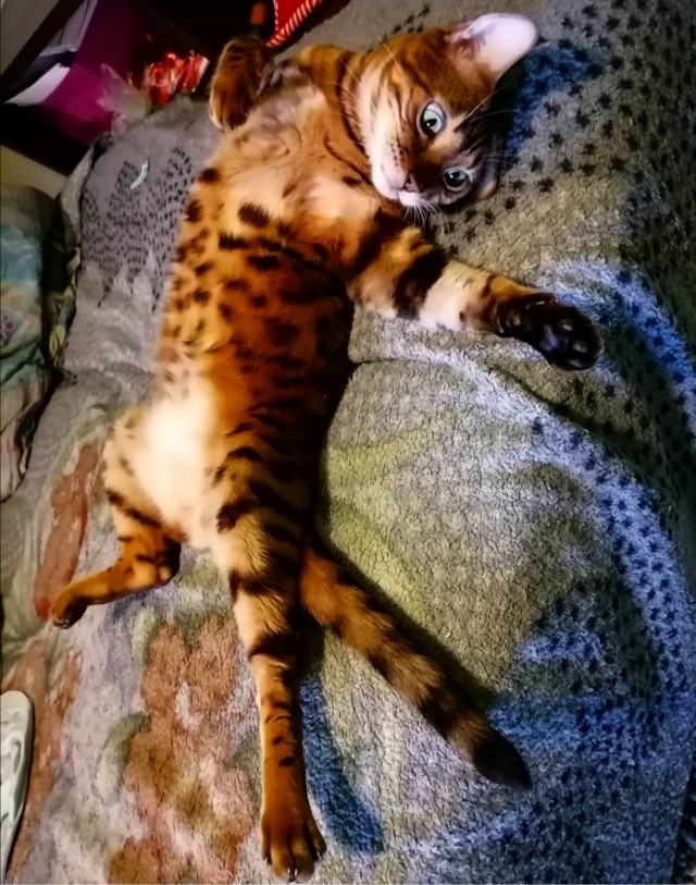 Хоба! Котовторник!