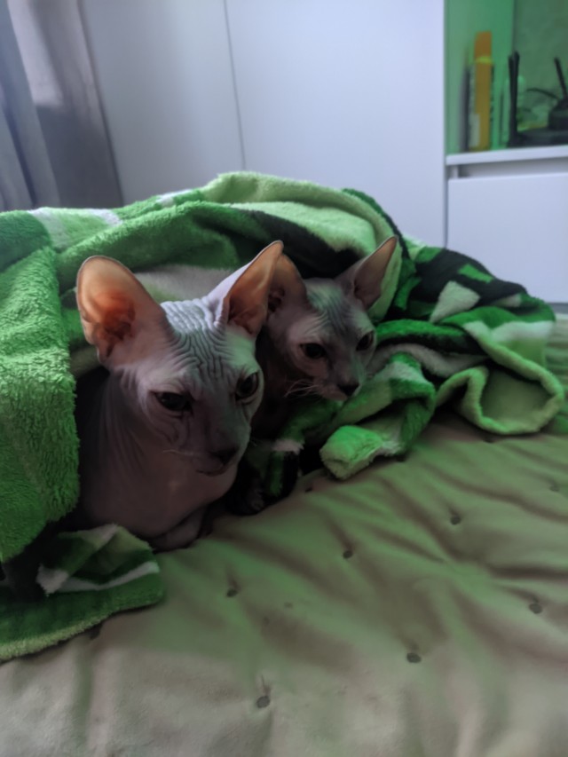 Котовторник 11.01.22