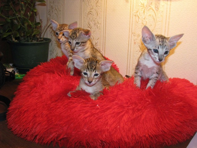 Начну котовторник чуть раньше!