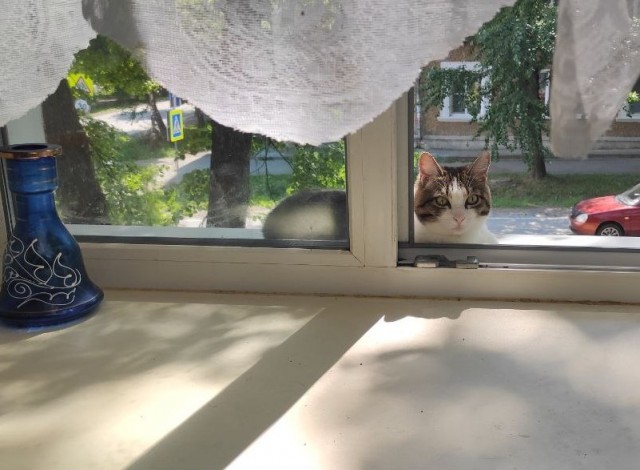 Ура! Котовторник.
