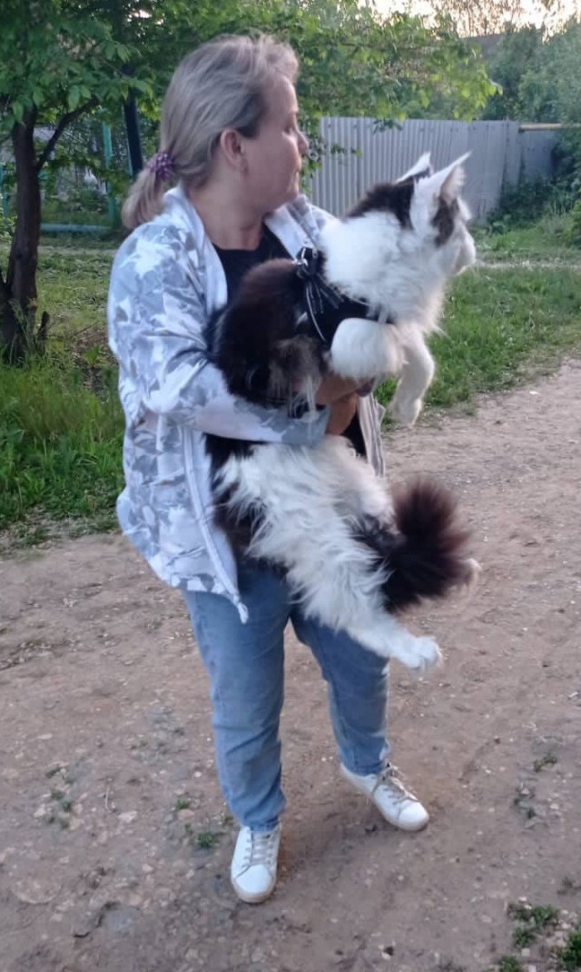 Как занять кота надолго