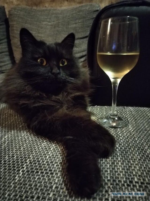 Котовторник. Было - стало