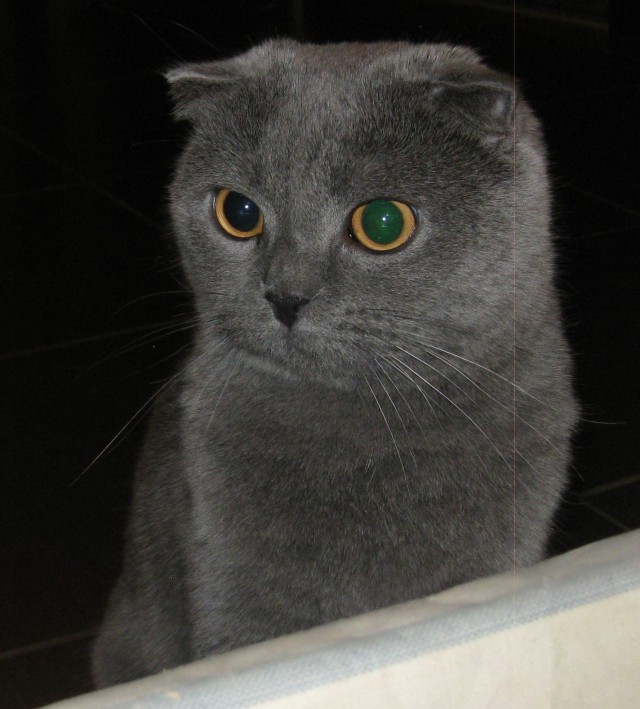 Котовторник 16.04.2013