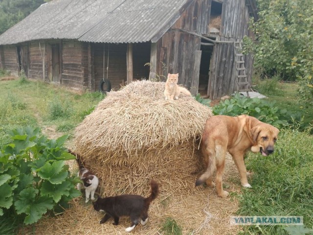 Жизнь домашнего приюта для котеек 459