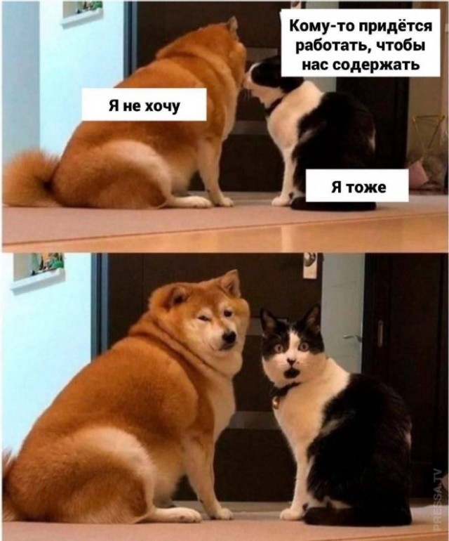 Весёлый полтишок 22.10.23