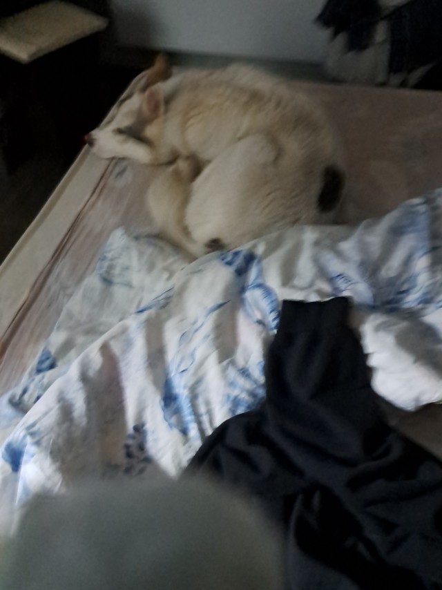 Собакен в ночи