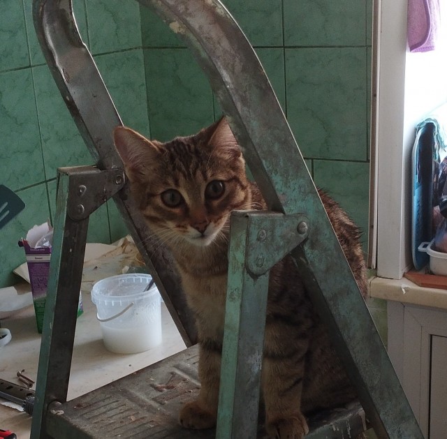 А в следующей жизни я хотел бы быть котом