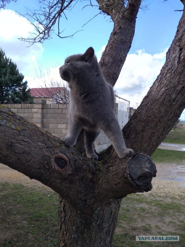 К котовторнику. Пришел жить