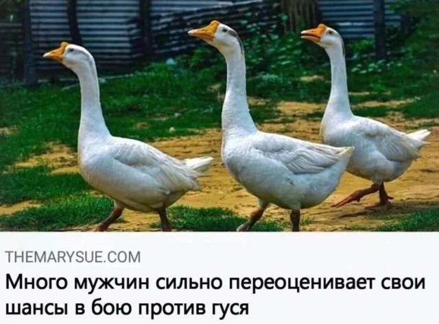 Помощник на случай, если надо забрать много посылок
