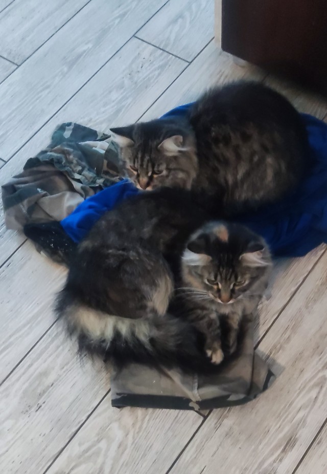 Котовторник!