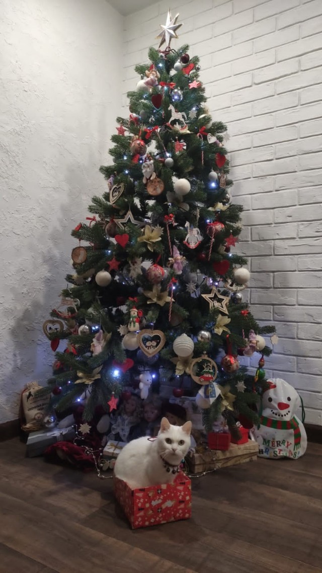 Котовторник 31.12.2024. Последний котовторник года