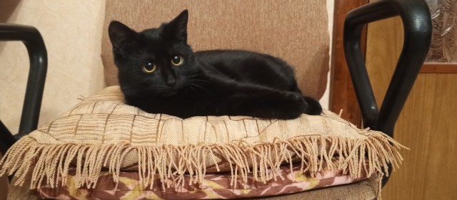 Ну-с, с наступившим староновогодним котовторником