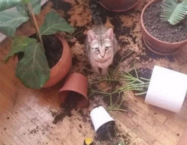 Немного ассортити....