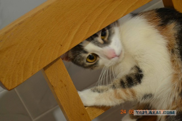 Котовторник 23.07.2013