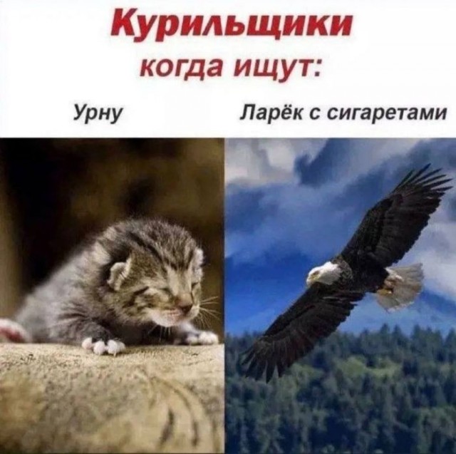 Картинки для деградации 247 (разной степени свежести)