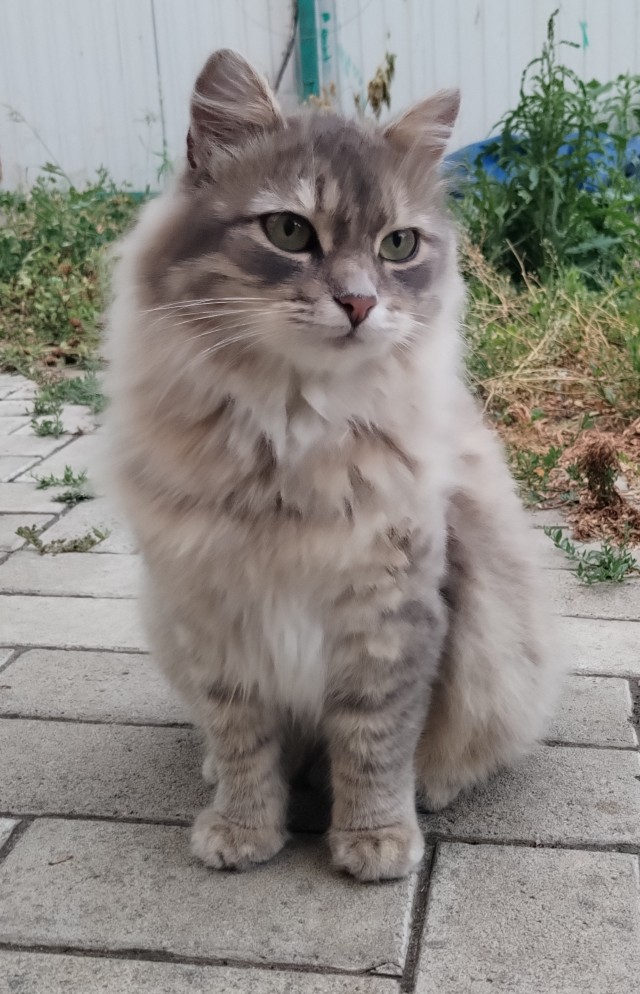 Баааарсик.
