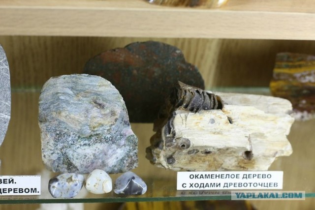 Музей шедевров природы