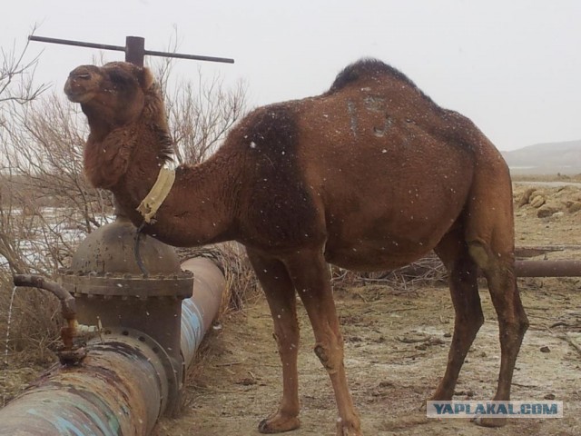 Путешествие в Восточный Аккар