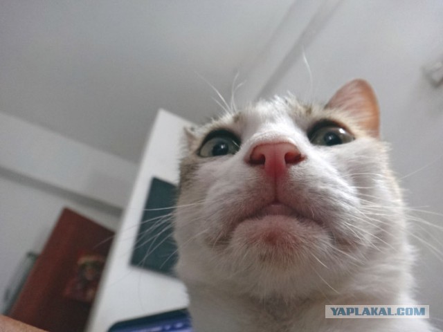 Нашёл у себя в телефоне фотку
