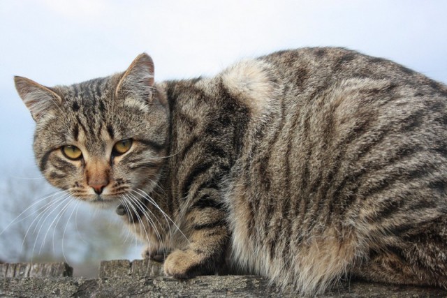 Кошкин блог