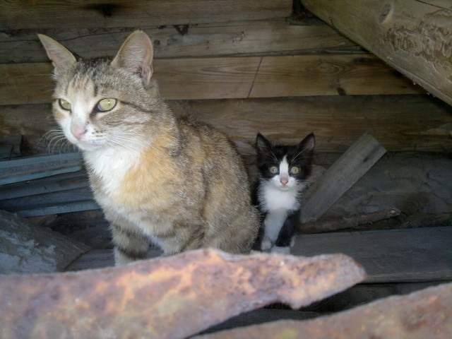 Котовторник 09.09.2014