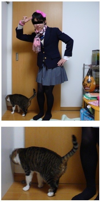 Даже кошки не могут это терпеть