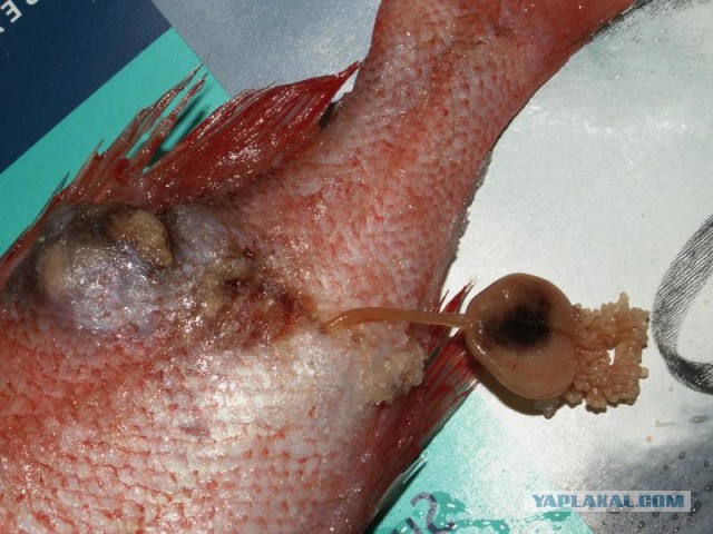 Любители морского окуня страшны в гневе