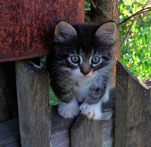 Коты из сети