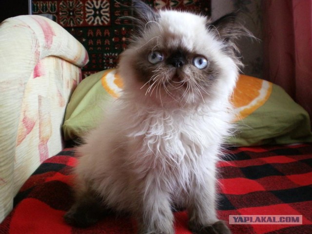 Добрее к кошкам!