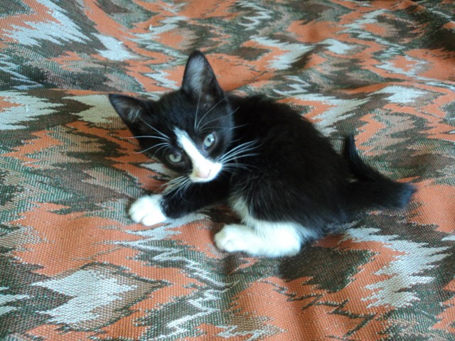 Коты и Кошки