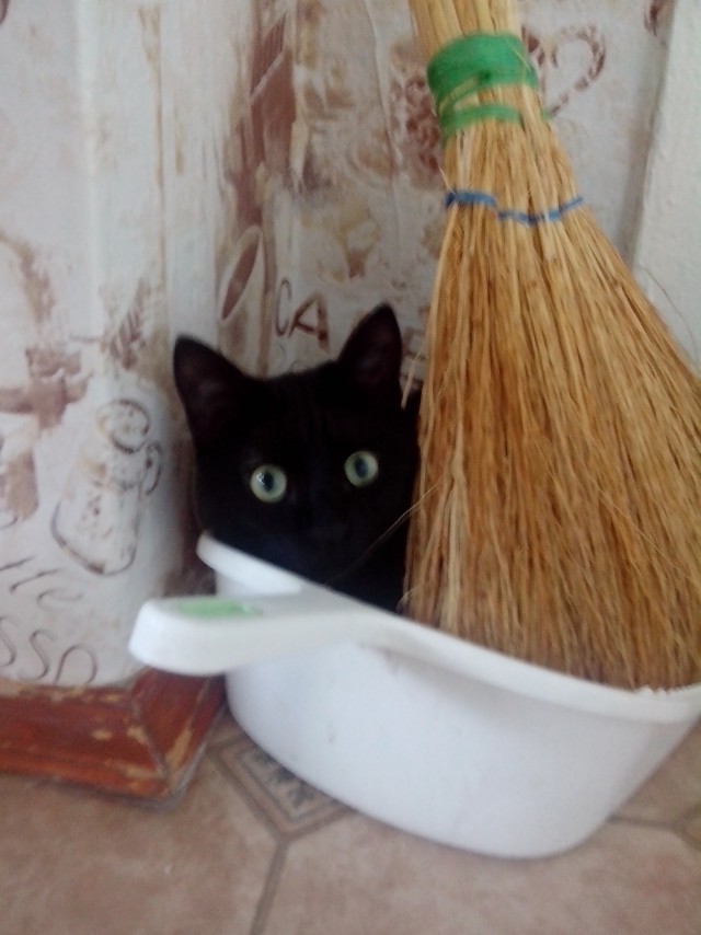 Котовторник 8.08.2017