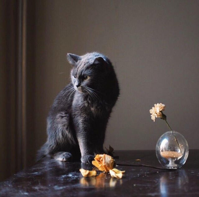 Коты и Кошки