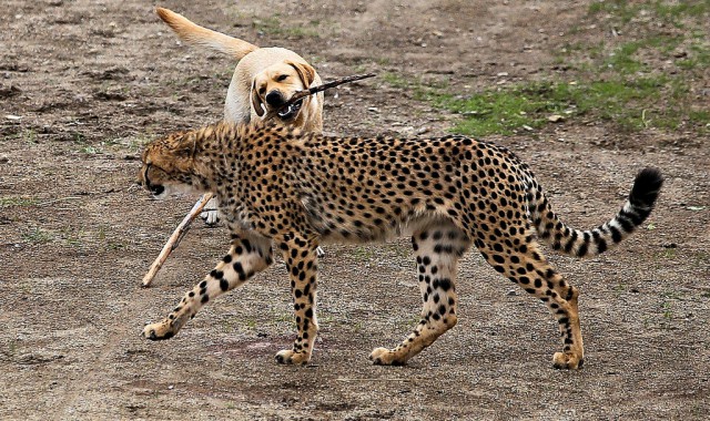 Гепард: между кошкой и собакой