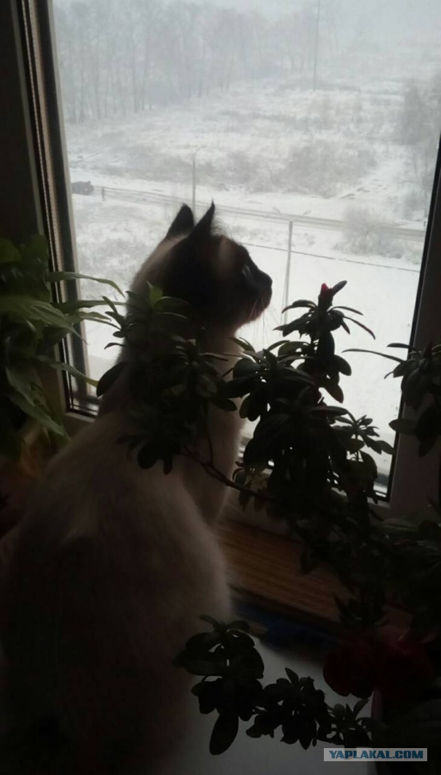 Котовторник  14.11.2017
