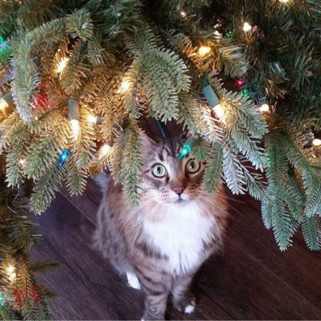 Коты и Кошки
