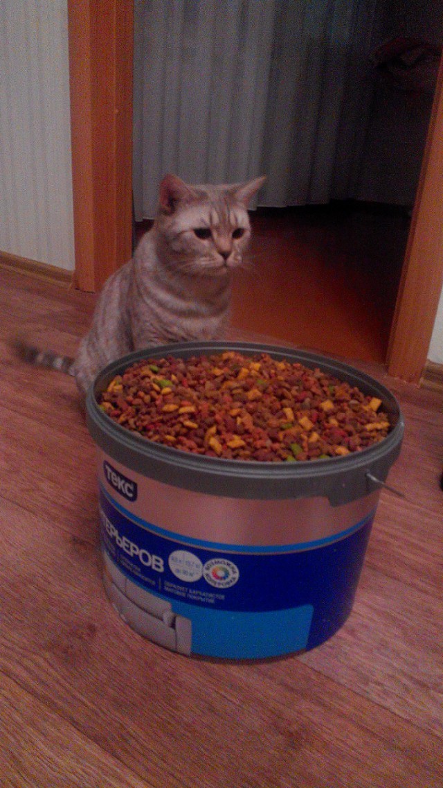 Котовторник 27.02.2018 наступил!