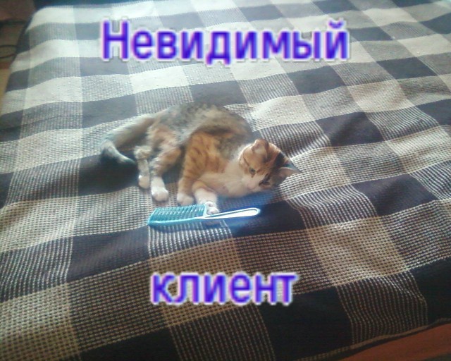 Коты и невидимые предметы 26 фот