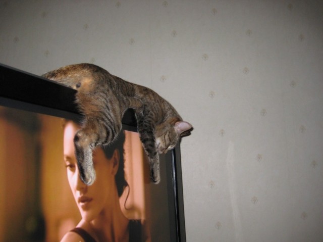 Сонный Котовторник