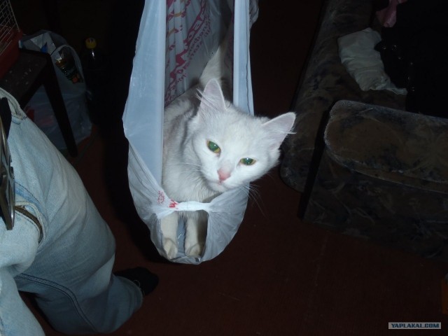 Котовторник!