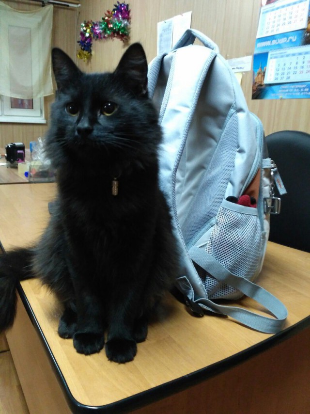 Немного милоты